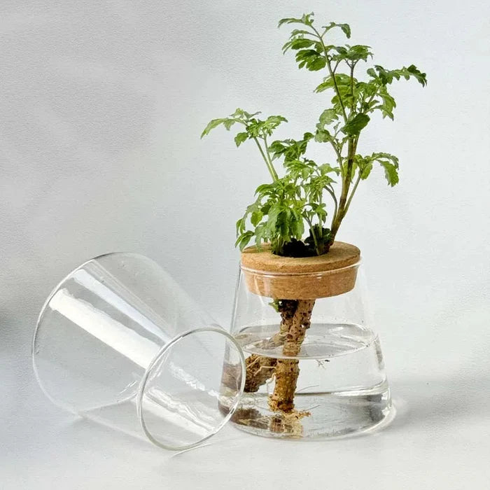 Vaso Decorativo de Vidro Hidropônico Vulcânico