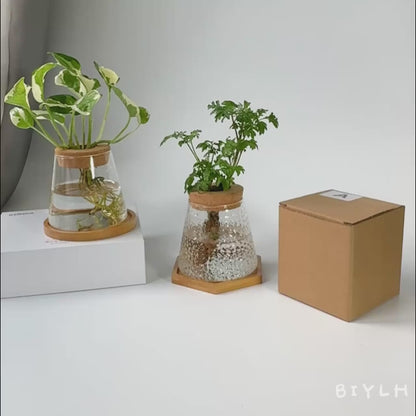 Vaso Decorativo de Vidro Hidropônico Vulcânico