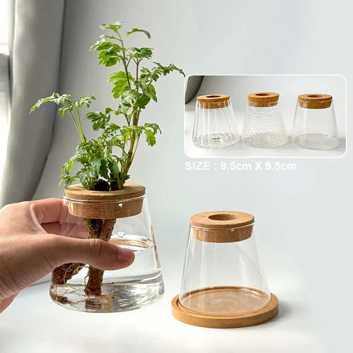 Vaso Decorativo de Vidro Hidropônico Vulcânico