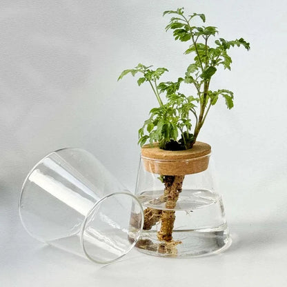 Vaso Decorativo de Vidro Hidropônico Vulcânico
